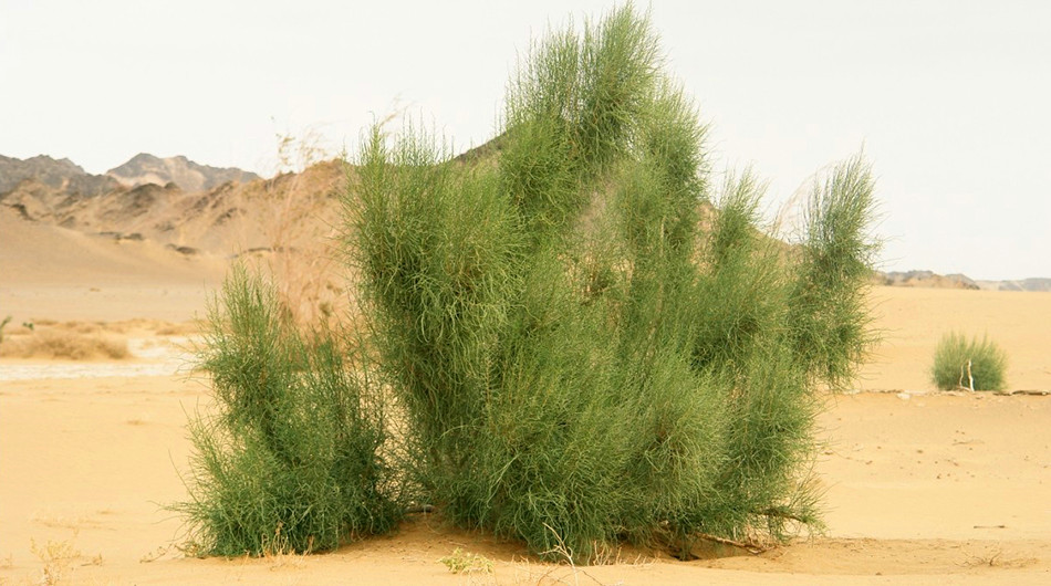 سیاه تاغ - معرفی گیاهان بیابانی